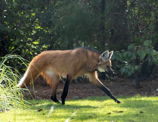 Gulf Breeze Zoo Welcomes New Species - Maned Wolves