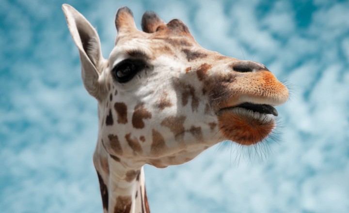 Baby Giraffe Born at Gulf Breeze Zoo