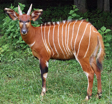 Zoo joins Species Population Alliance to Save Wild Antelope