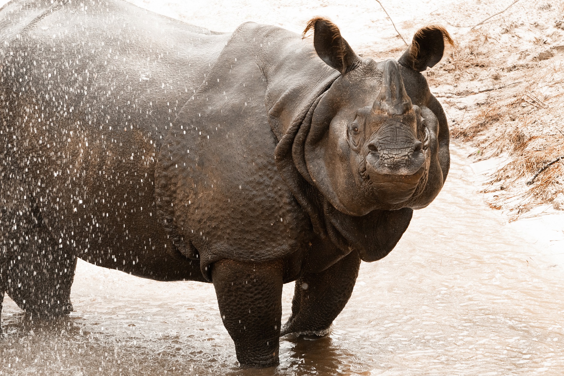 Gulf Breeze Zoo Welcomes Greater <br>One-horned Rhino